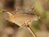 Phaneroptera sp.